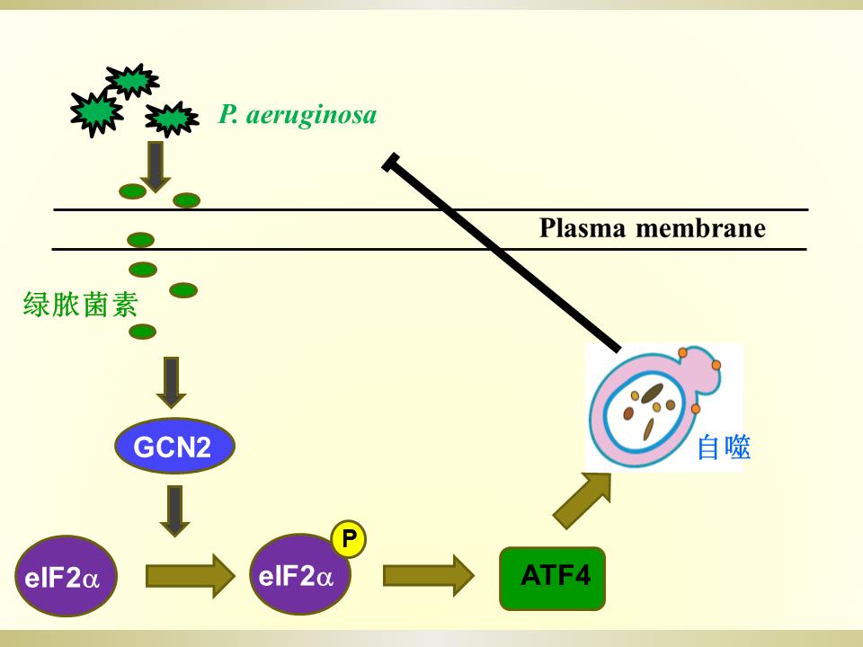 铜绿假单胞菌分泌的绿脓菌素激活自噬与病原菌适应宿主的研究